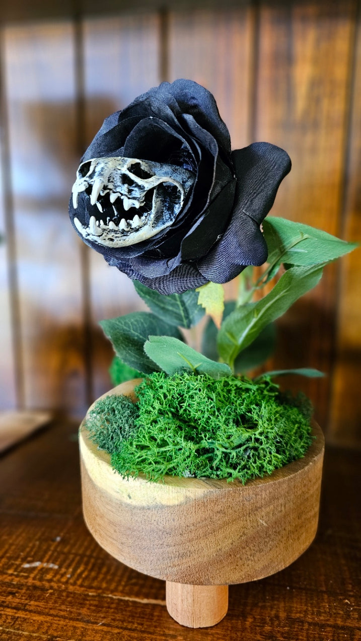 Skull - 'Cleopatra' - Morticia Adams carnivorous plant with mink skull,, taxidermy