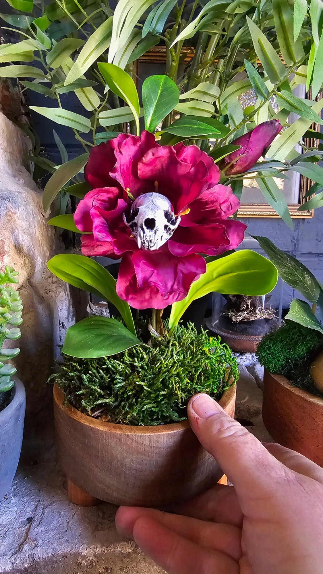 Skull - 'Cleopatra' - Morticia Adams carnivorous plant with mink skull,, taxidermy