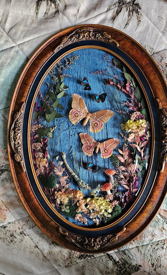 Bullseye Silk Moths in a Vintage Victorian Gothic bubble frame