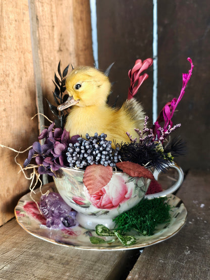 Taxidermy - real ducklings - Ducks in Cups