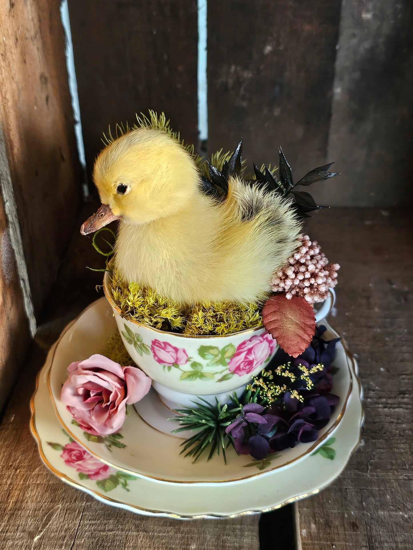 Taxidermy - real ducklings - Ducks in Cups