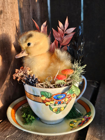 Taxidermy - real ducklings - Ducks in Cups