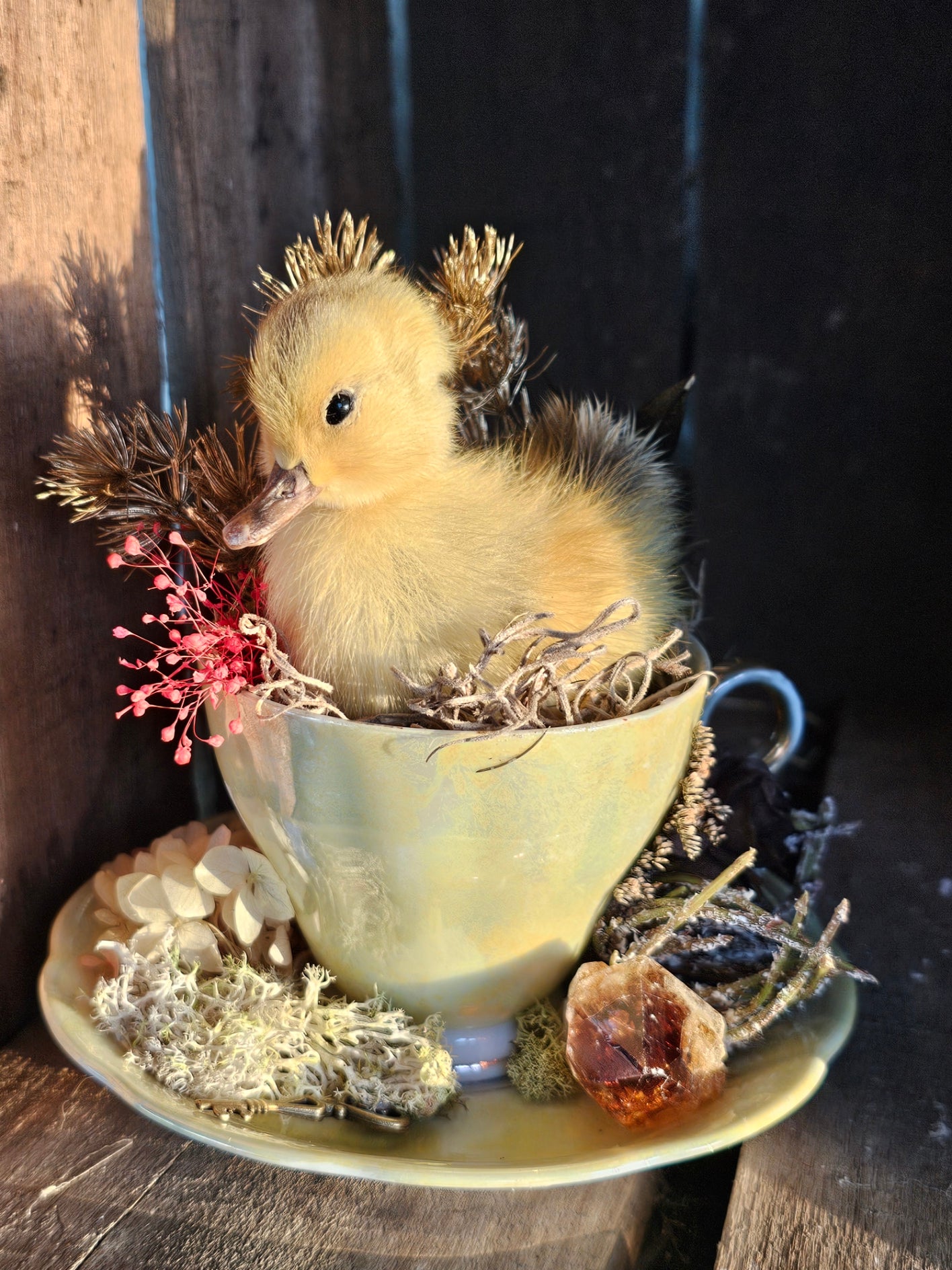 Taxidermy - real ducklings - Ducks in Cups