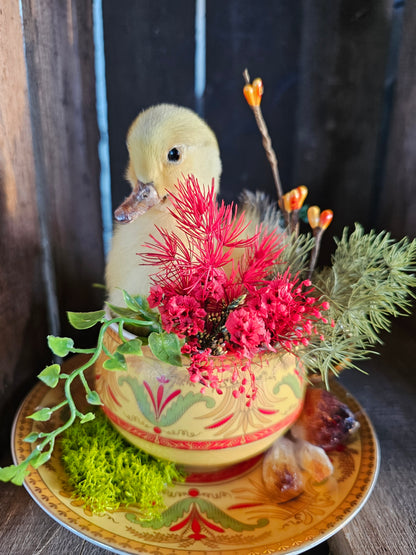 Taxidermy - real ducklings - Ducks in Cups