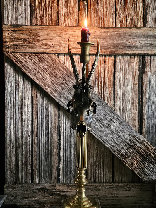 Candle holder - Roe deer skull (black) on vintage brass