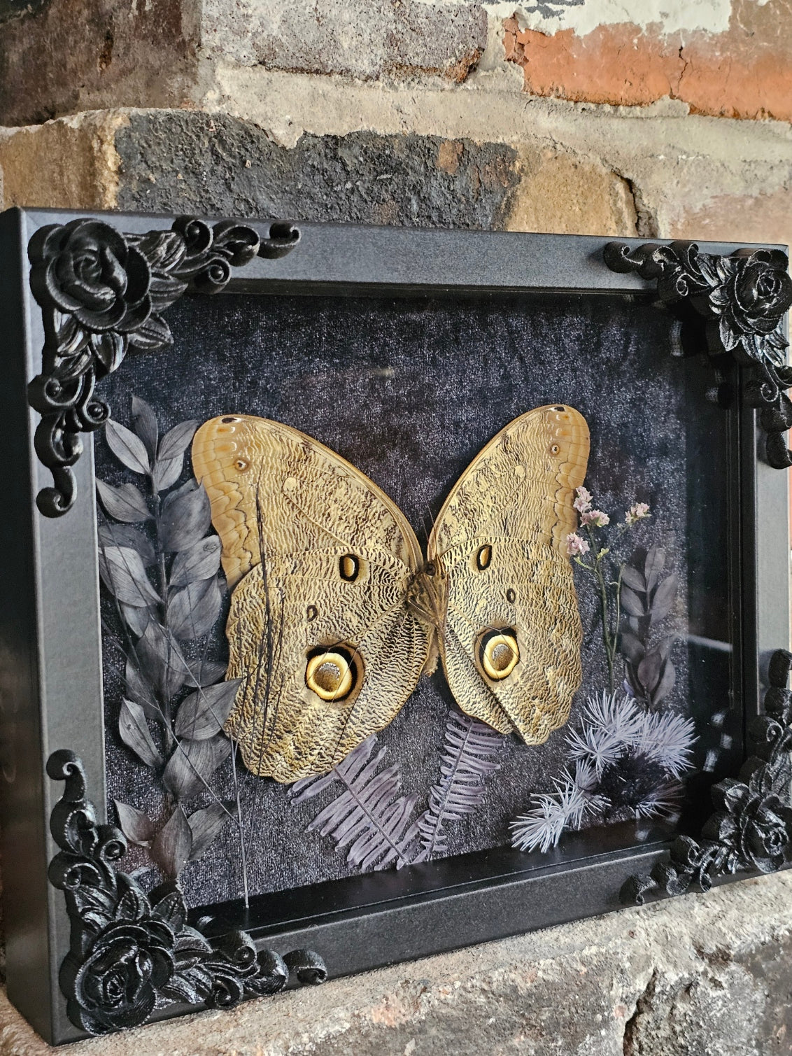 Owl Eye Butterfly in black frame