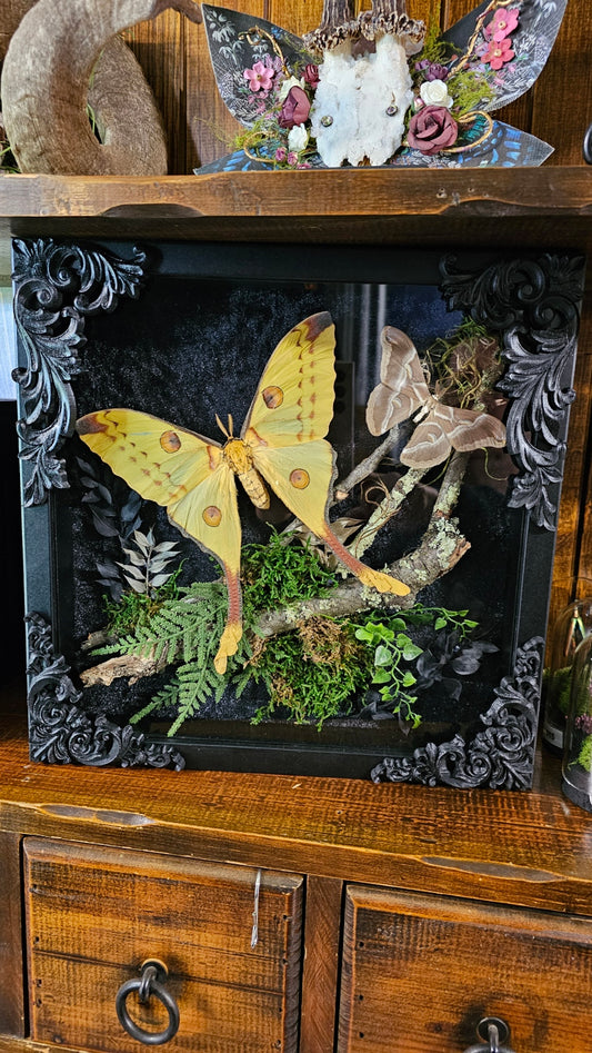 Giant Comet moth in black gothic-style frame