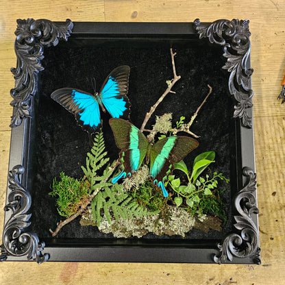 Blue-Green Swallowtail Butterflies in black gothic-style frame