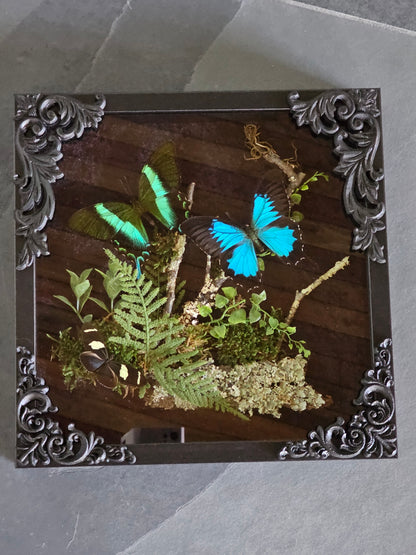 Blue-Green Swallowtail Butterflies in black gothic-style frame