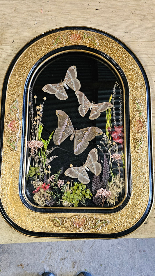 Frame vintage - Victorian Gothic bubble frame with Silk Moths