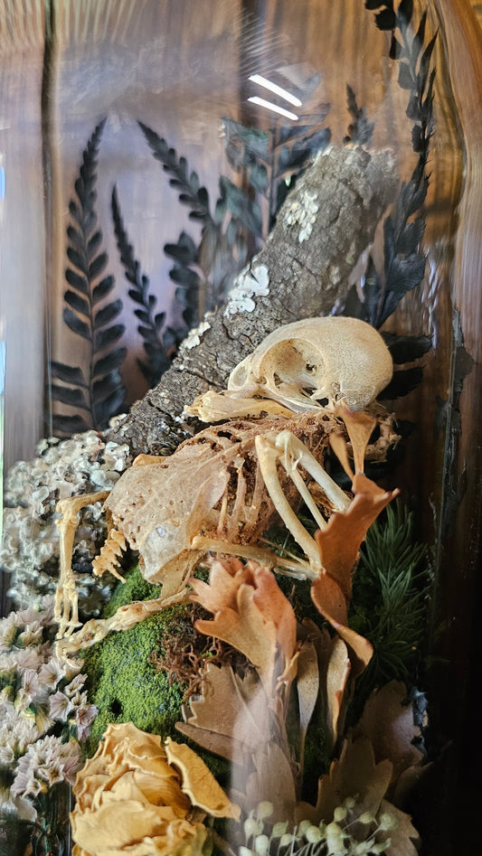 Lovebird skeleton, bones, taxidermy - medium glass dome (19cm)