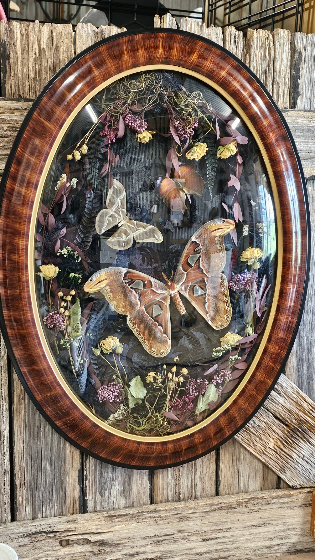 Frame vintage - Victorian Gothic bubble frame with Giant Atlas Moth