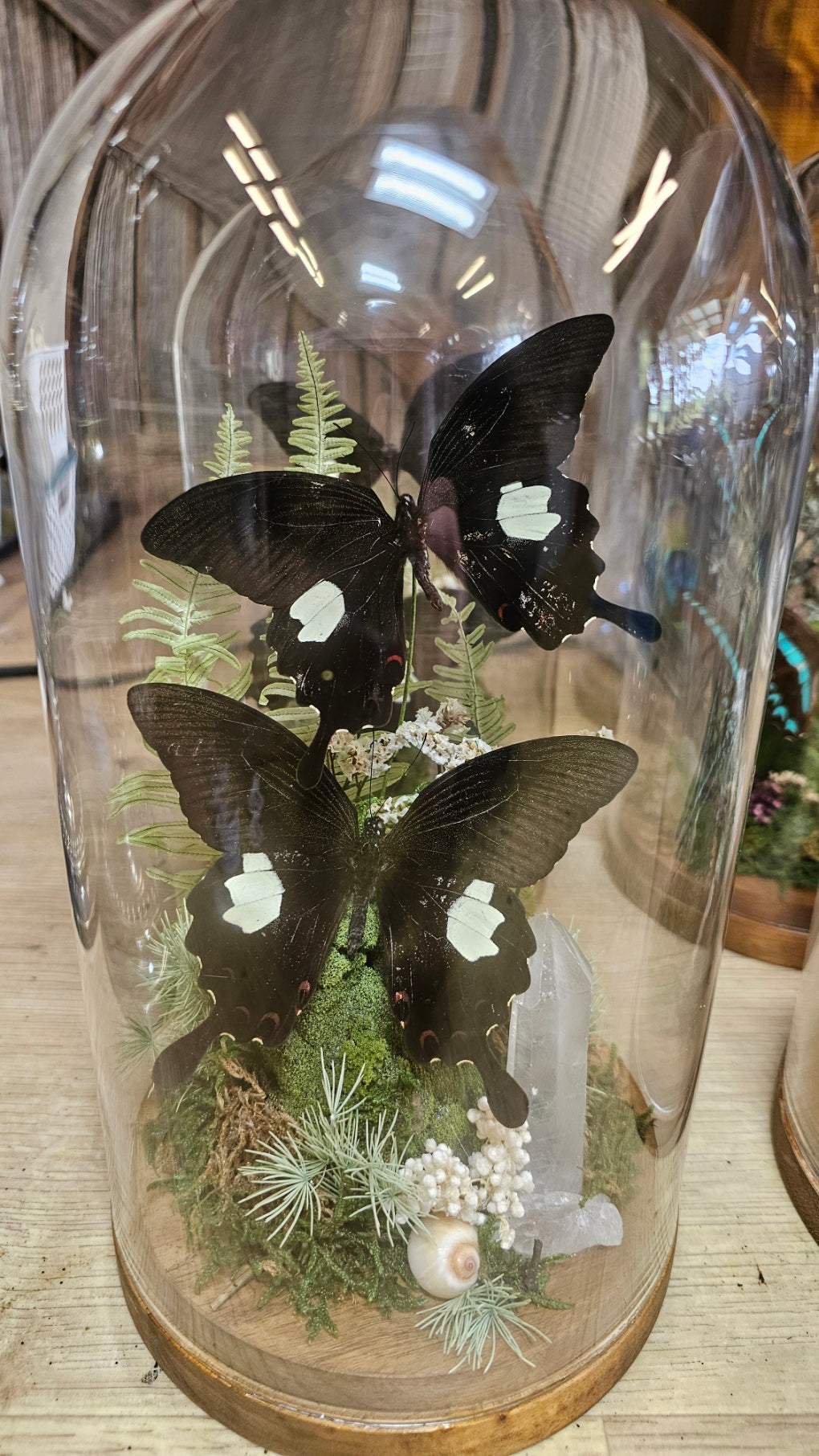 Butterfly terrarium - large glass dome (26cm)