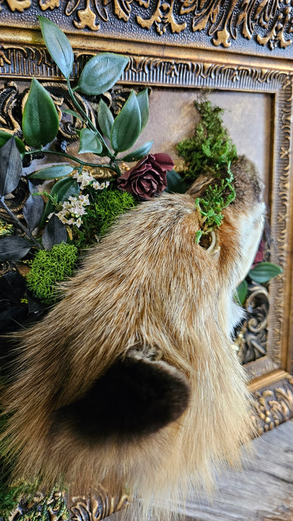 Skull - Fox with fur cape taxidermy, framed