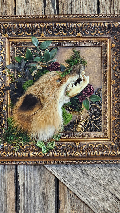 Skull - Fox with fur cape taxidermy, framed