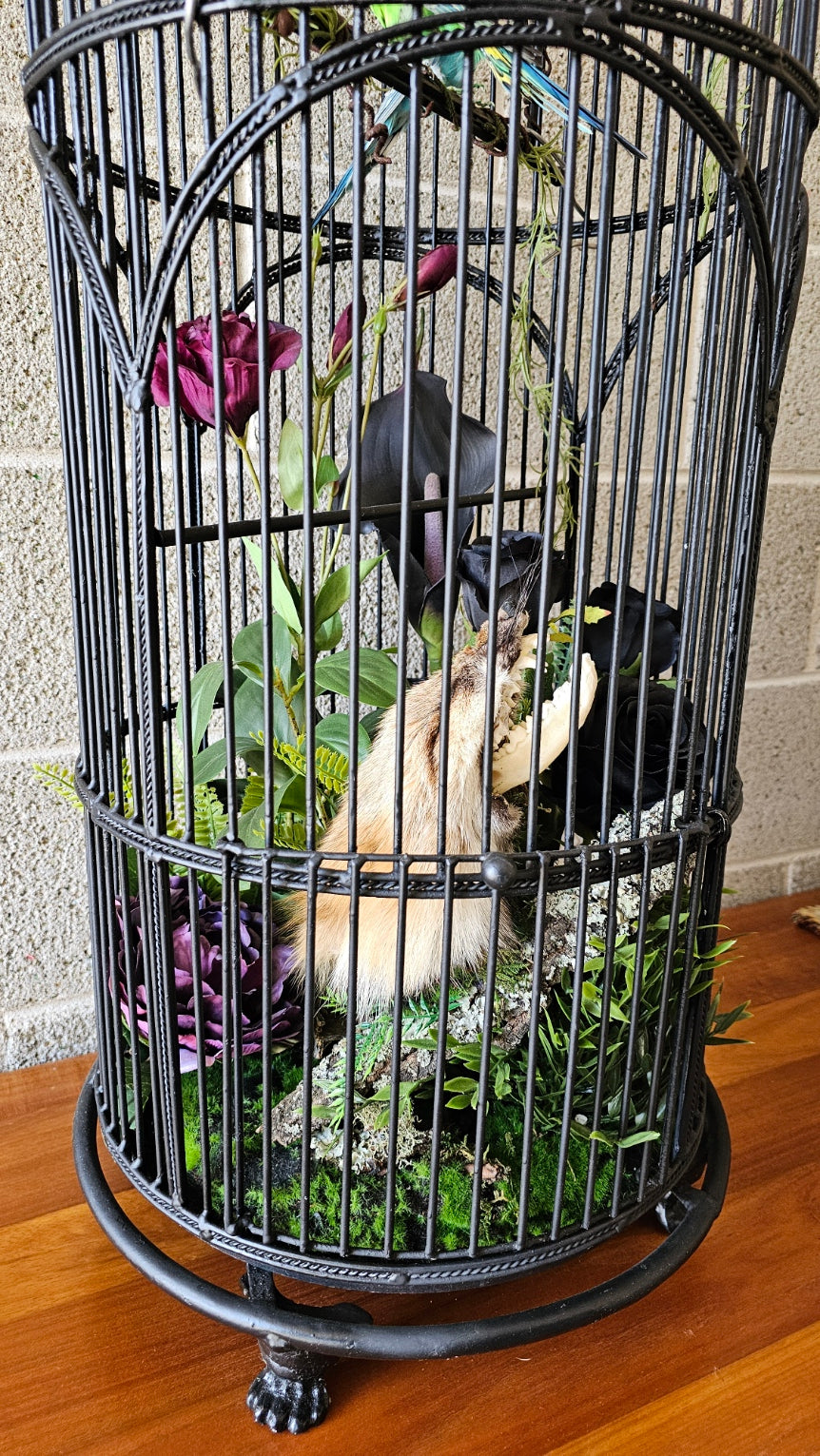 Taxidermy budgies and fox in a tall bird cage