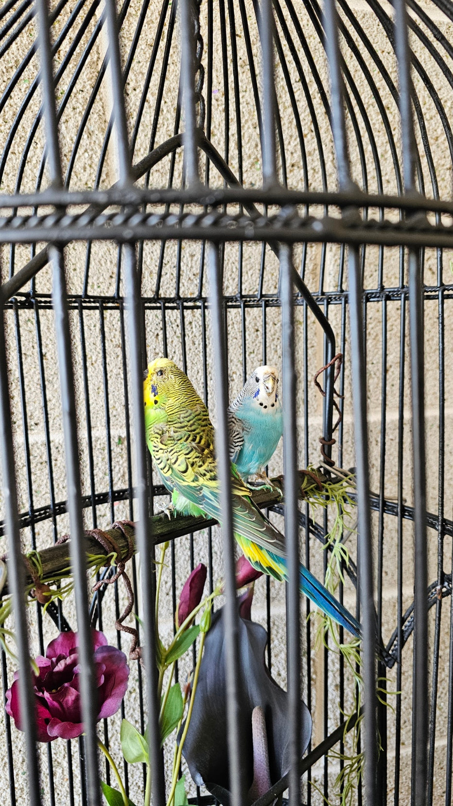 Taxidermy budgies and fox in a tall bird cage