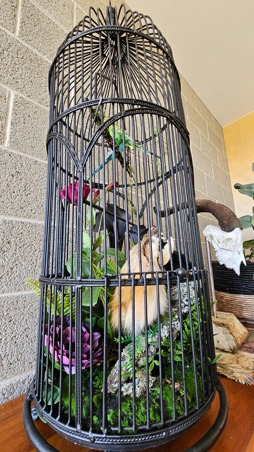 Taxidermy budgies and fox in a tall bird cage