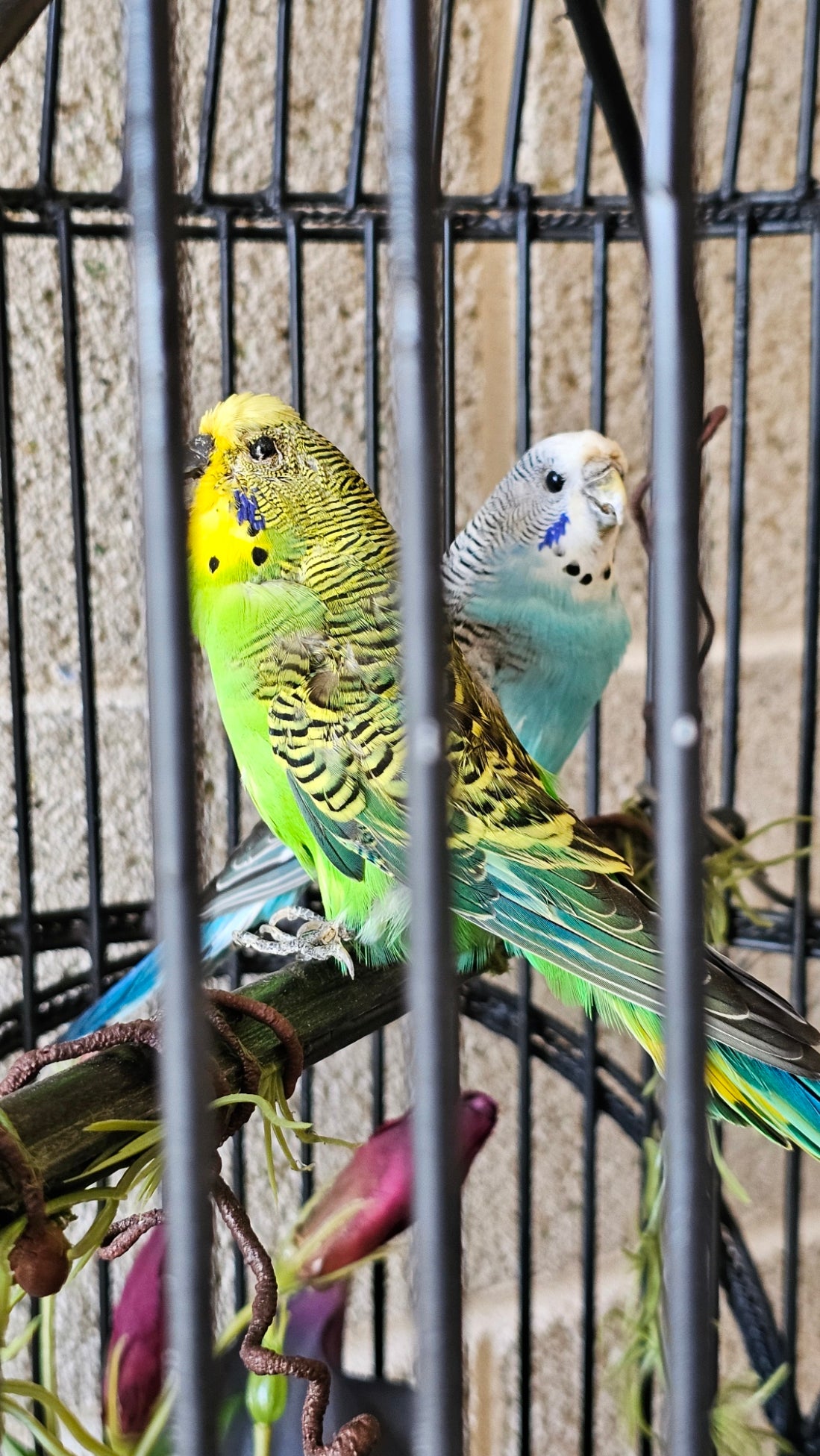 Taxidermy budgies and fox in a tall bird cage