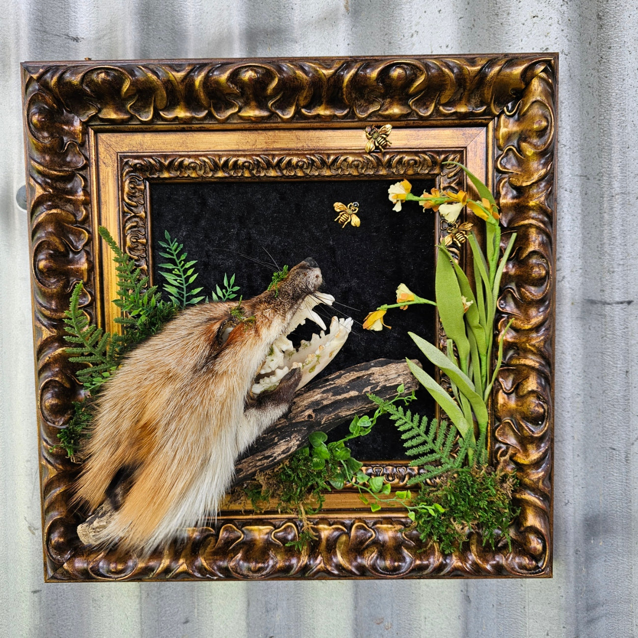 Skull - Fox with fur cape taxidermy, framed