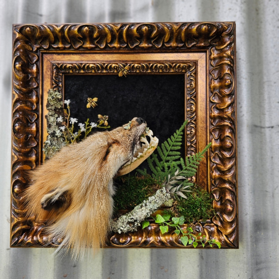 Skull - Fox with fur cape taxidermy, framed