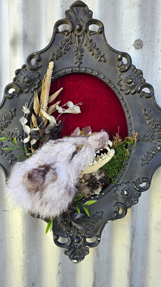 Skull - Fox with fur cape taxidermy, framed