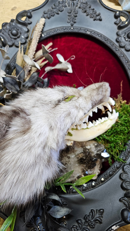 Skull - Fox with fur cape taxidermy, framed