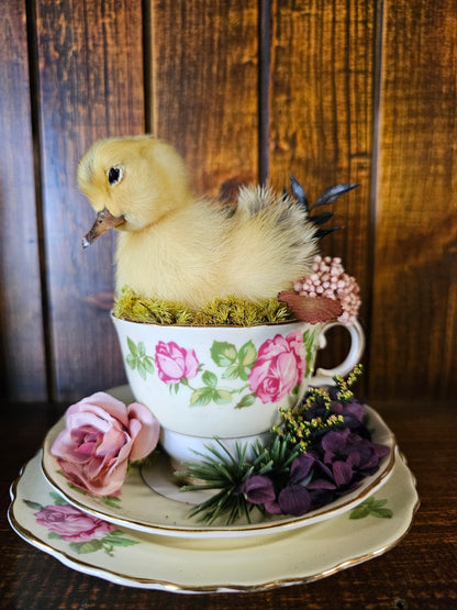 Taxidermy - real ducklings - Ducks in Cups