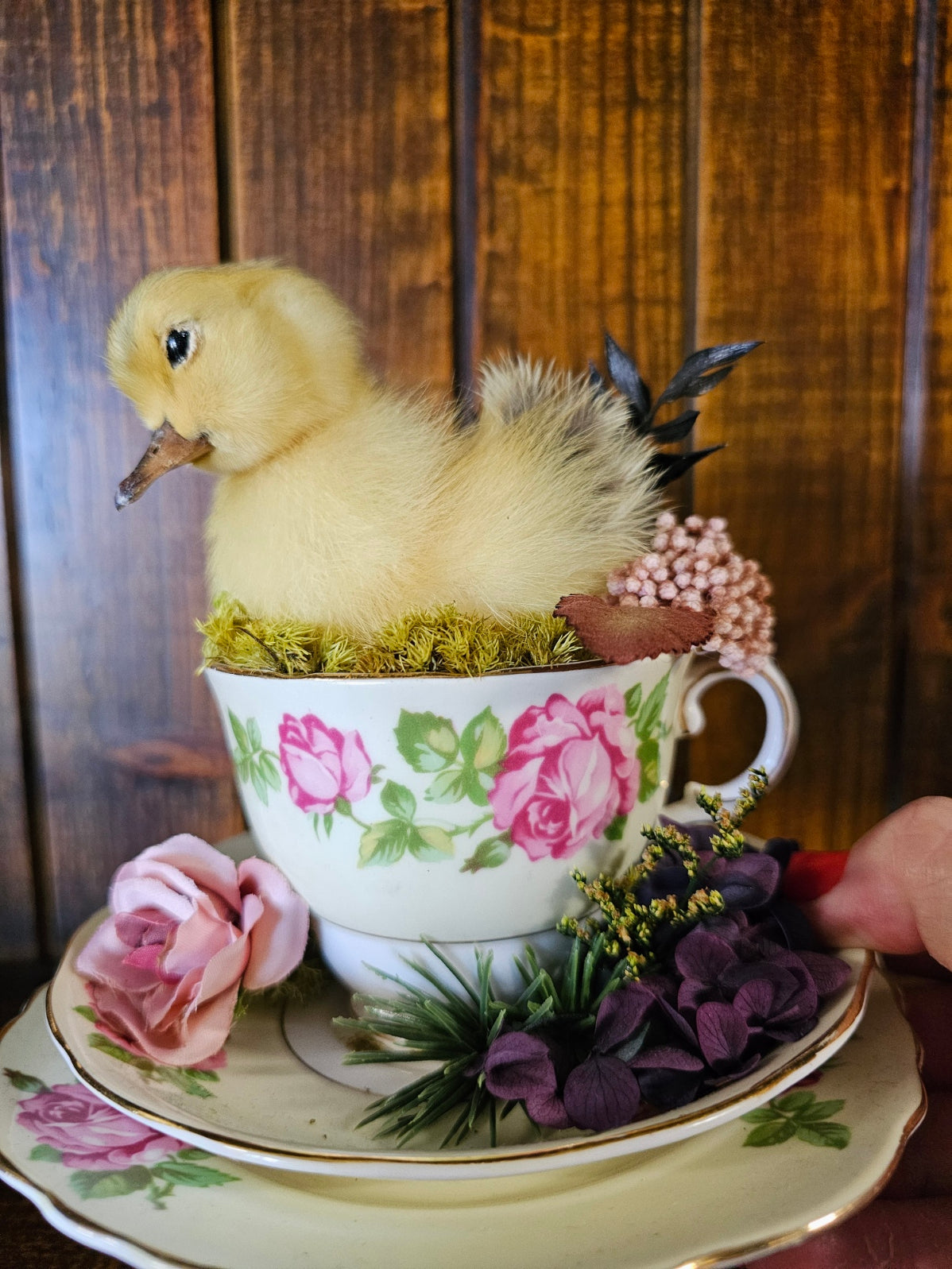 Taxidermy - real ducklings - Ducks in Cups