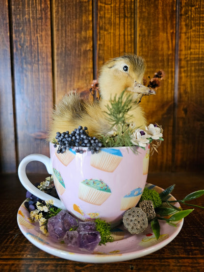 Taxidermy - real ducklings - Ducks in Cups