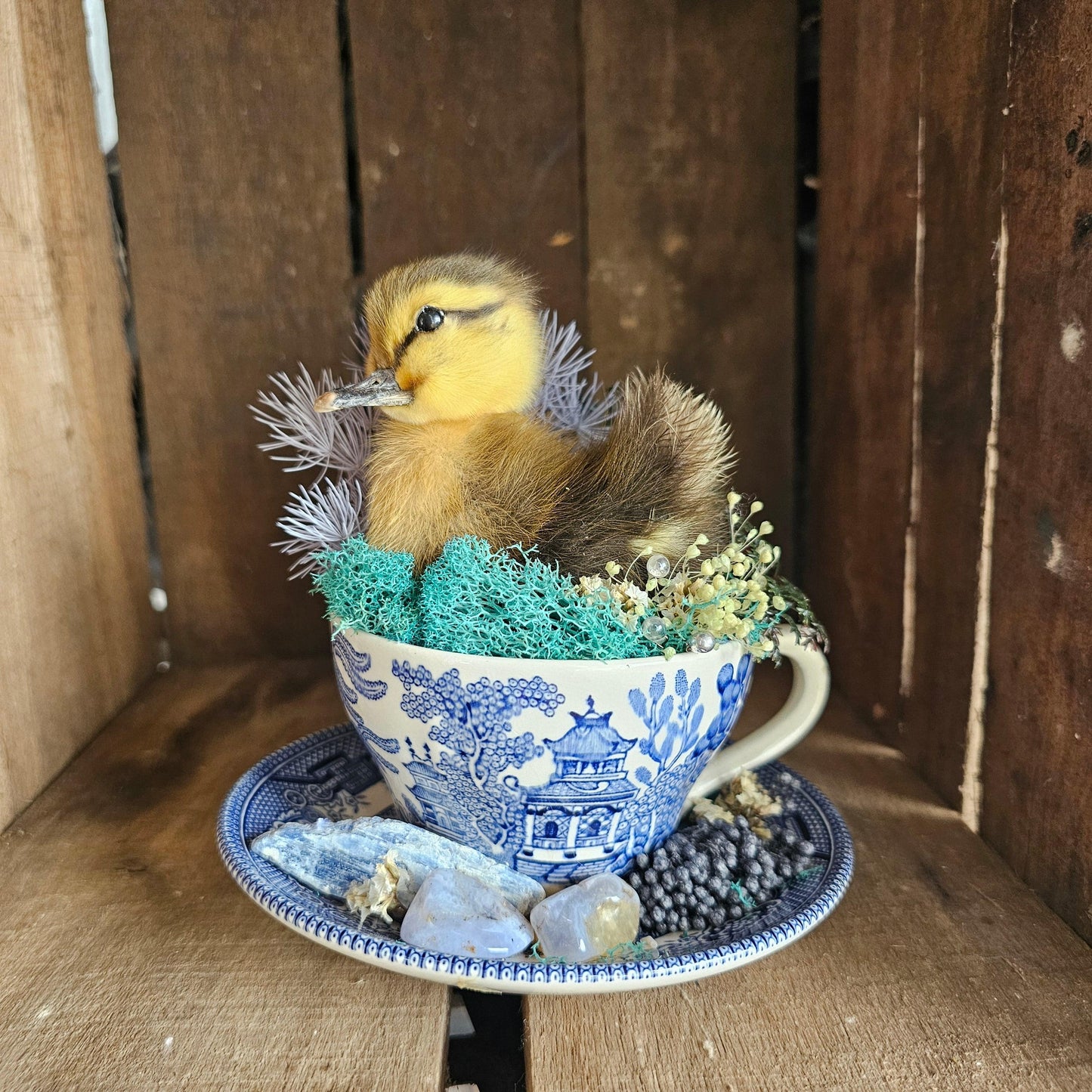 Taxidermy - real ducklings - Ducks in Cups - That Creative Feeling