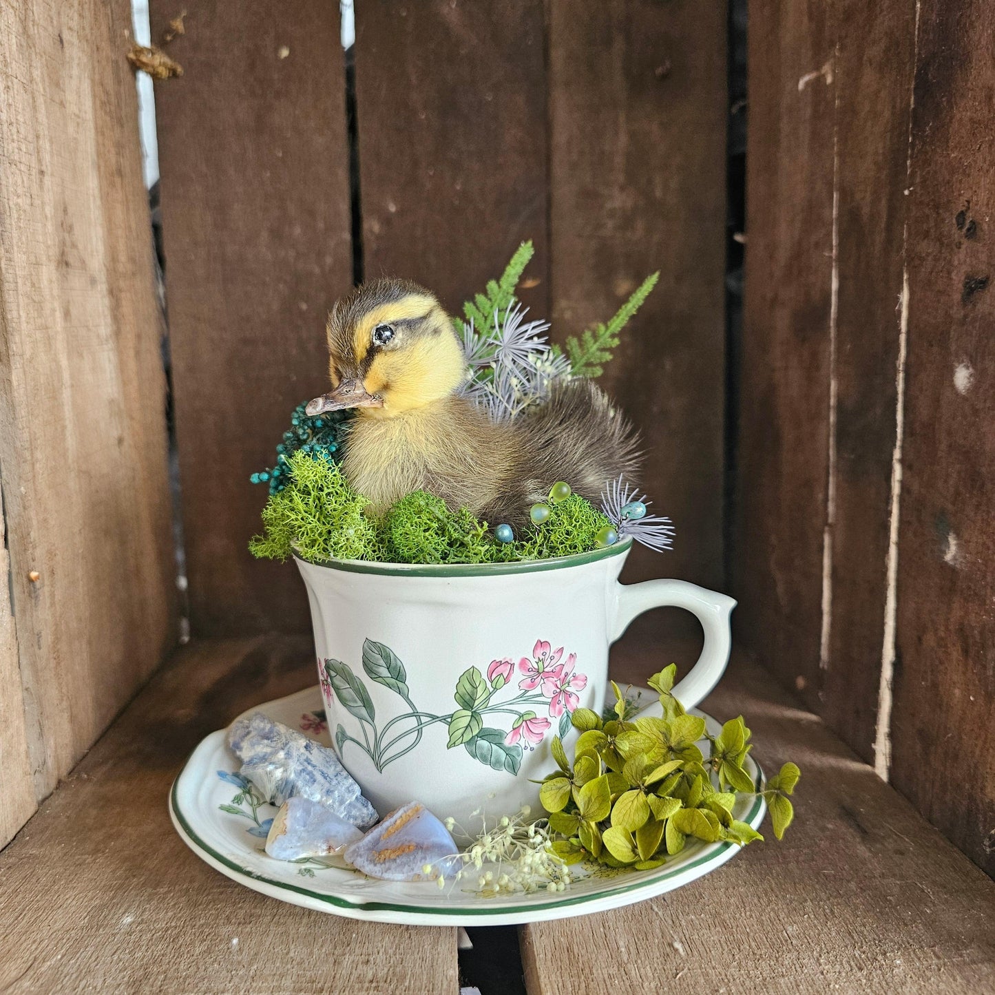 Taxidermy - real ducklings - Ducks in Cups - That Creative Feeling