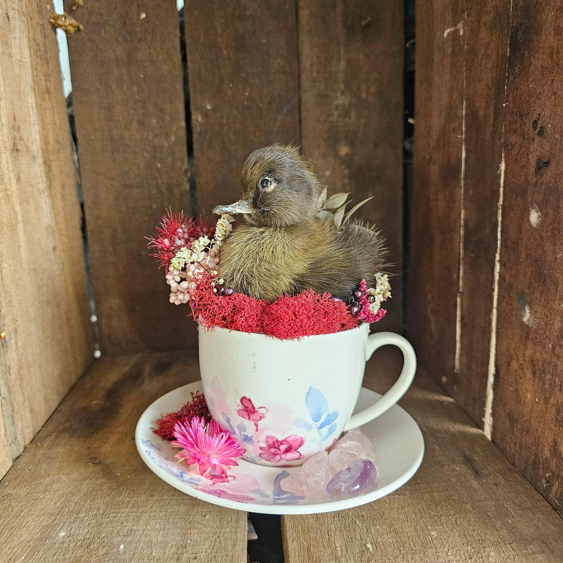 Taxidermy - real ducklings - Ducks in Cups - That Creative Feeling