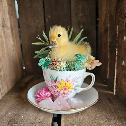 Taxidermy - real ducklings - Ducks in Cups - That Creative Feeling