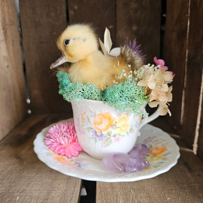 Taxidermy - real ducklings - Ducks in Cups - That Creative Feeling