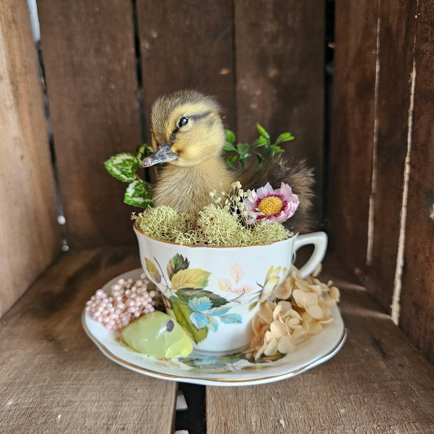 Taxidermy - real ducklings - Ducks in Cups - That Creative Feeling