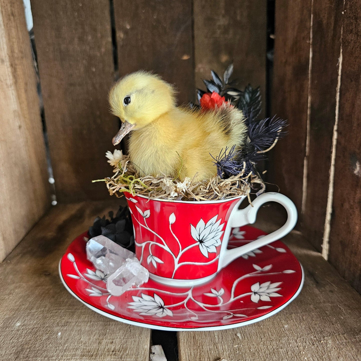 Taxidermy - real ducklings - Ducks in Cups - That Creative Feeling