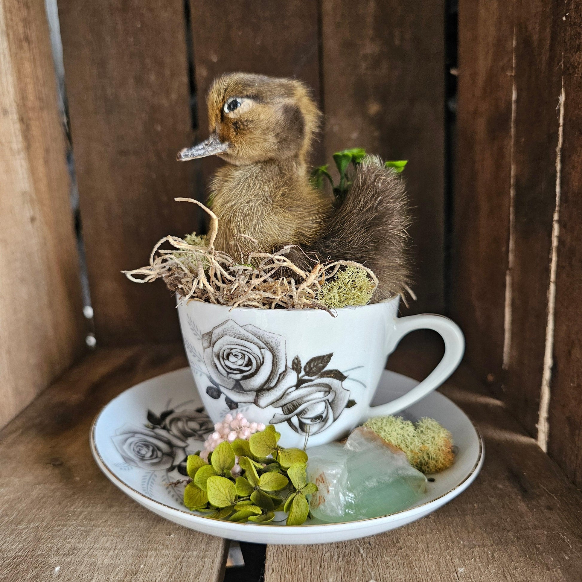 Taxidermy - real ducklings - Ducks in Cups - That Creative Feeling