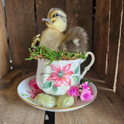 Taxidermy - real ducklings - Ducks in Cups - That Creative Feeling