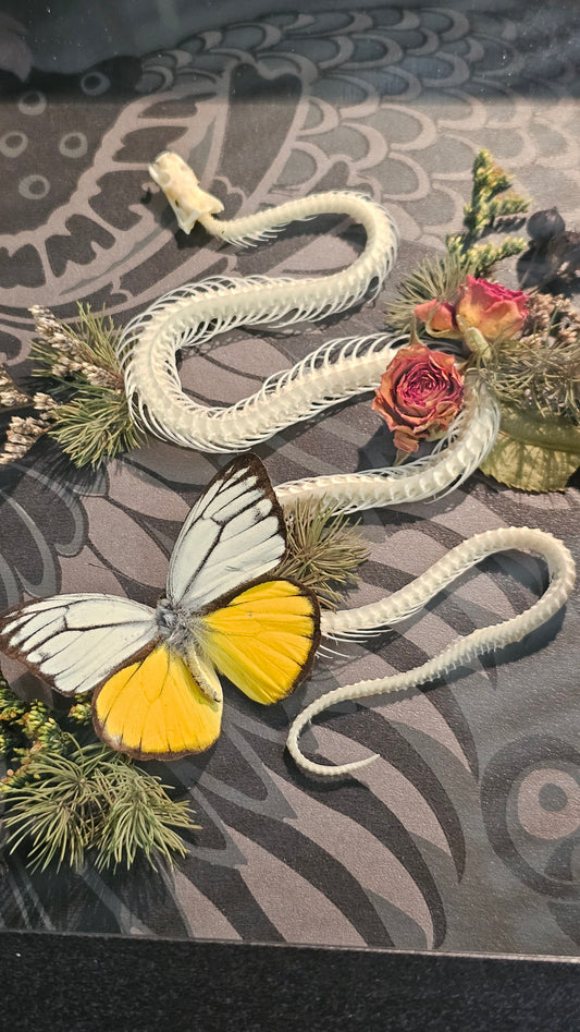 Skeleton snake - real snake in the garden - gothic style framed taxidermy