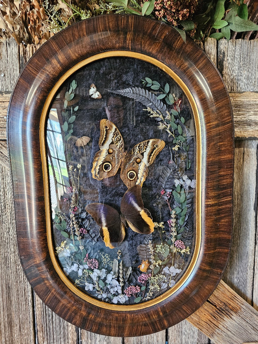Frame vintage - Victorian Gothic bubble frame with Giant Owl-Eye Butterflies