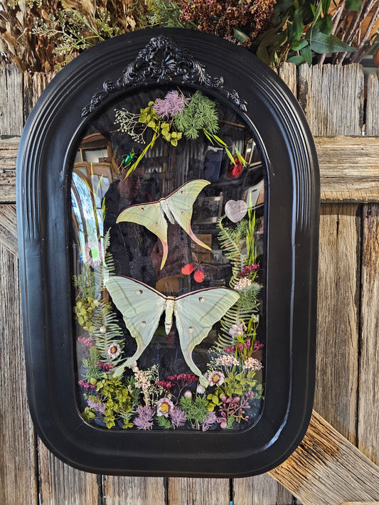 Frame vintage - Victorian Gothic bubble frame with Lunar Moths (M&F)