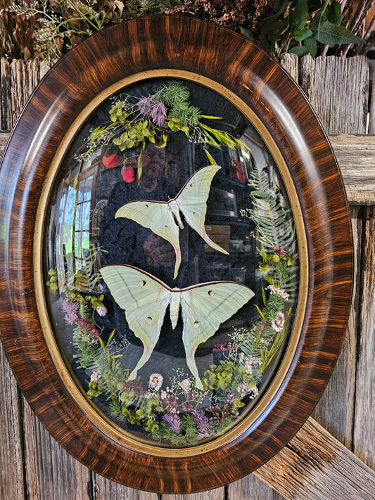 Frame vintage - Victorian Gothic bubble frame with Lunar Moths (M&F)