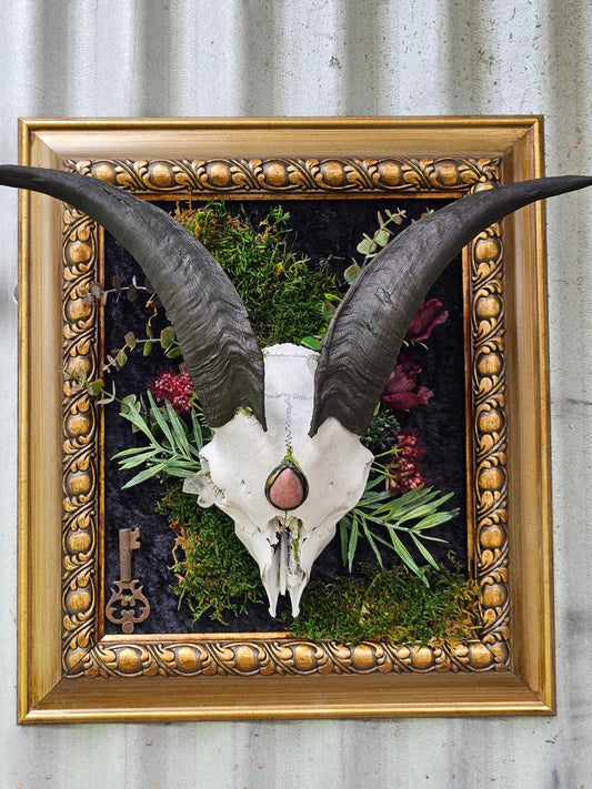 Skull - real Goat framed modern gothic style