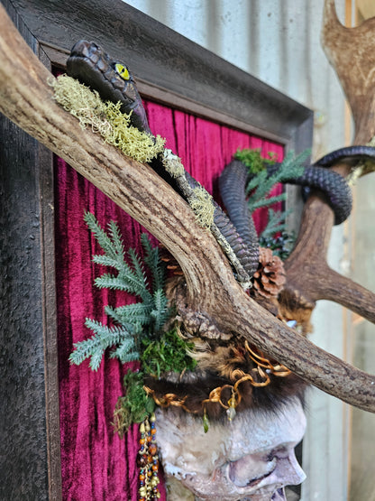 Deer antlers - Fallow deer with human skull and snake art