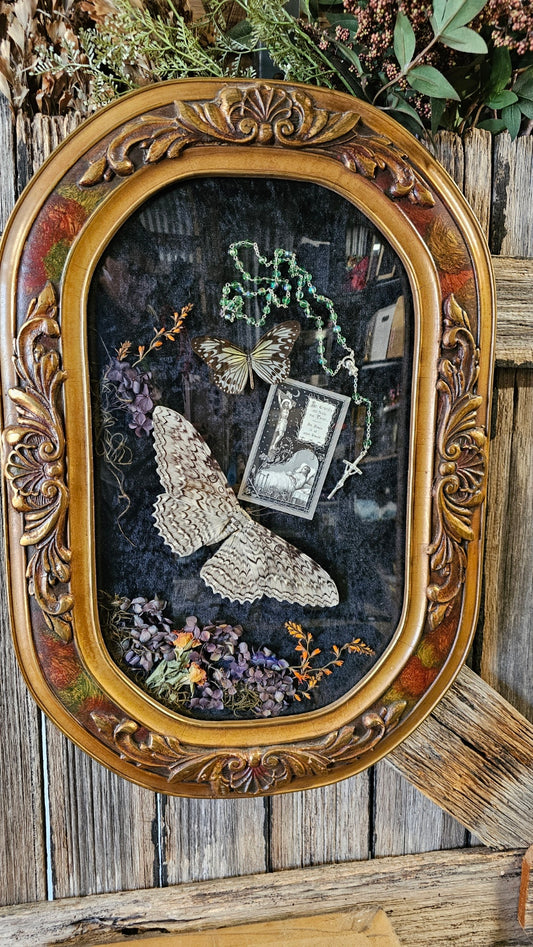 Frame vintage - Victorian Gothic bubble frame with White Witch Moth mourning