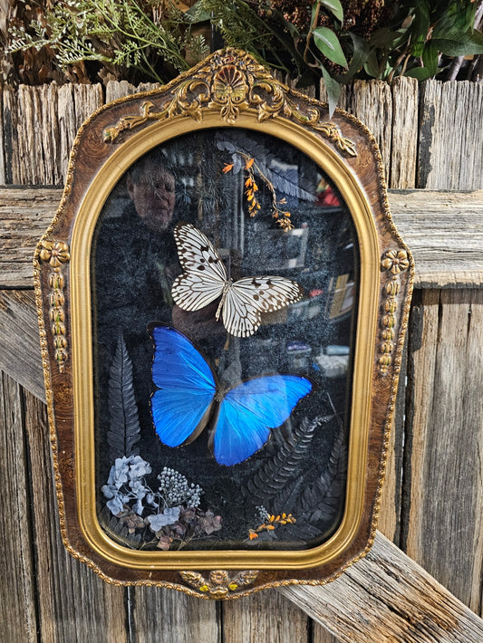 Frame vintage - Victorian Gothic bubble frame with Giant Blue Morpho butterfly