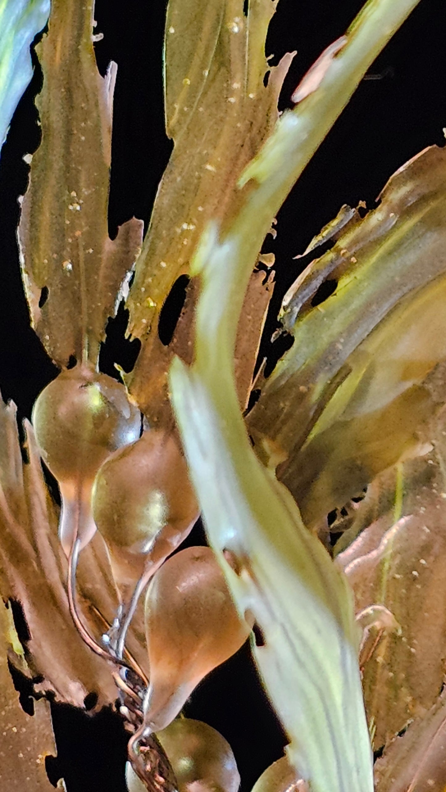 Giant Kelp - framed 23cm x 28cm