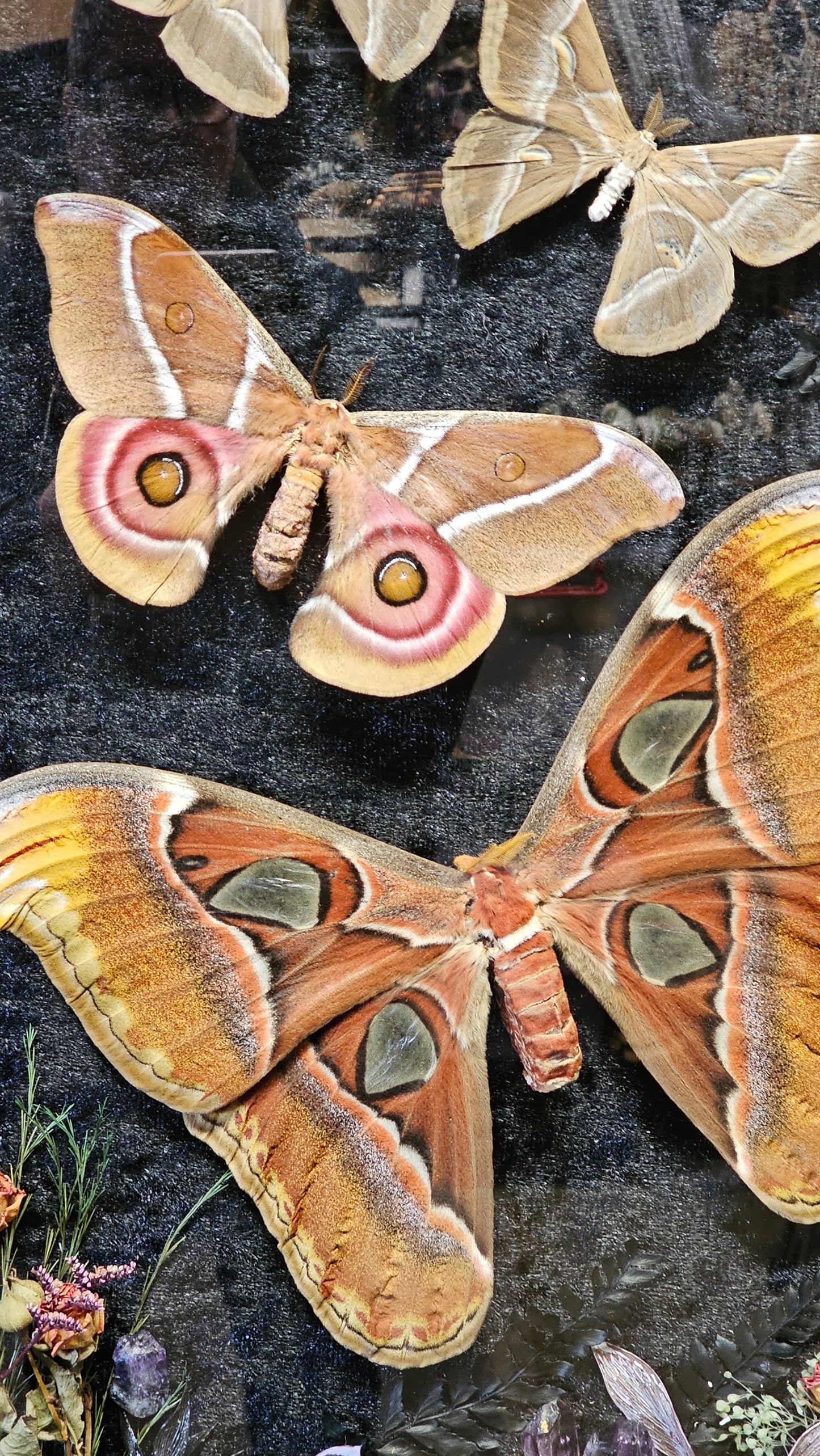 Frame vintage - Giant Atlas Moth with Silk moths