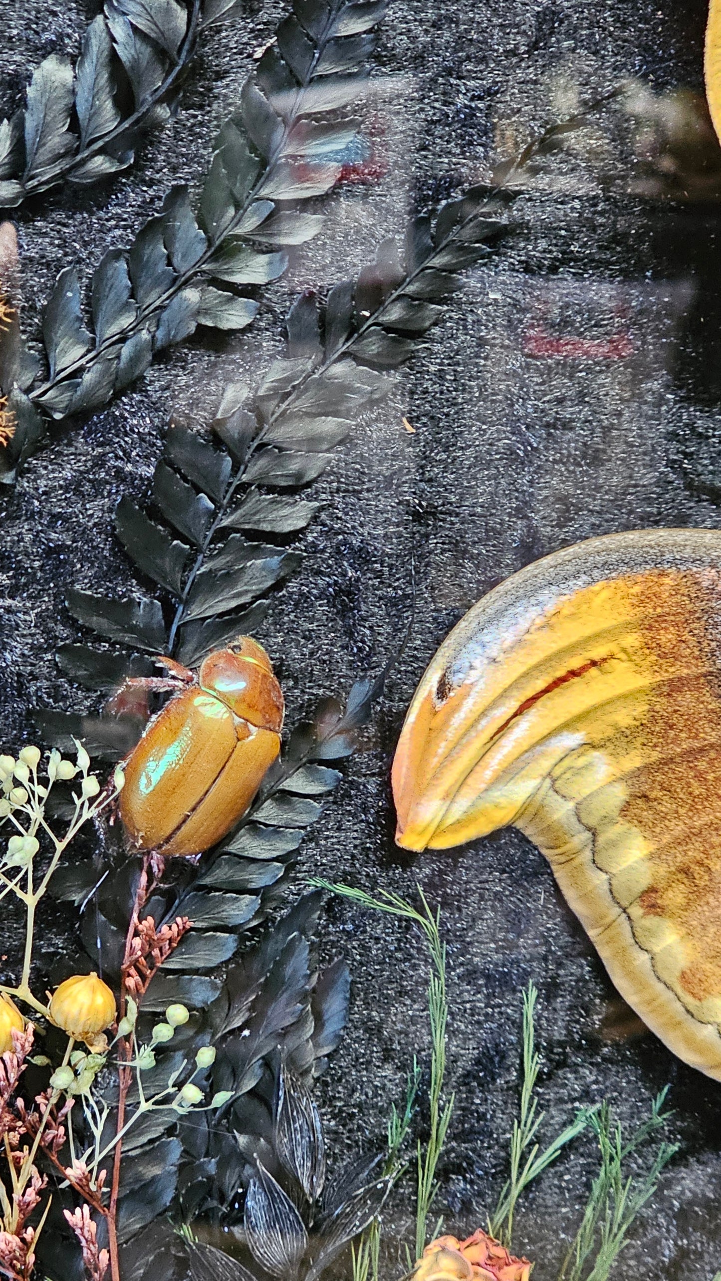 Frame vintage - Giant Atlas Moth with Silk moths